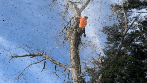 Tree Fellas Arborist Up Tree Removals