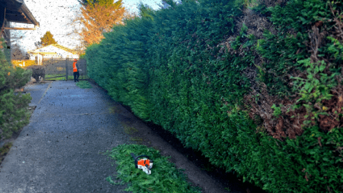 Tree Fellas Arborist Using Hedge Trimmer On Residential Property Cleanup (1)