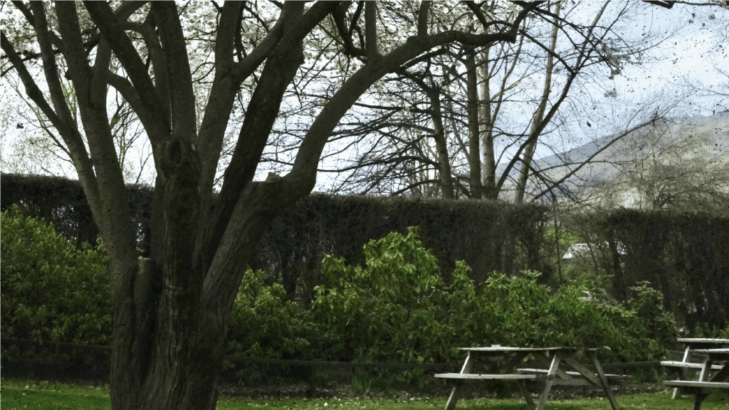 Tree Fellas Generic2