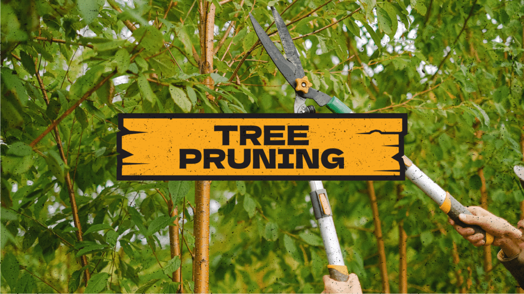 Tree Fellas Tree Pruning