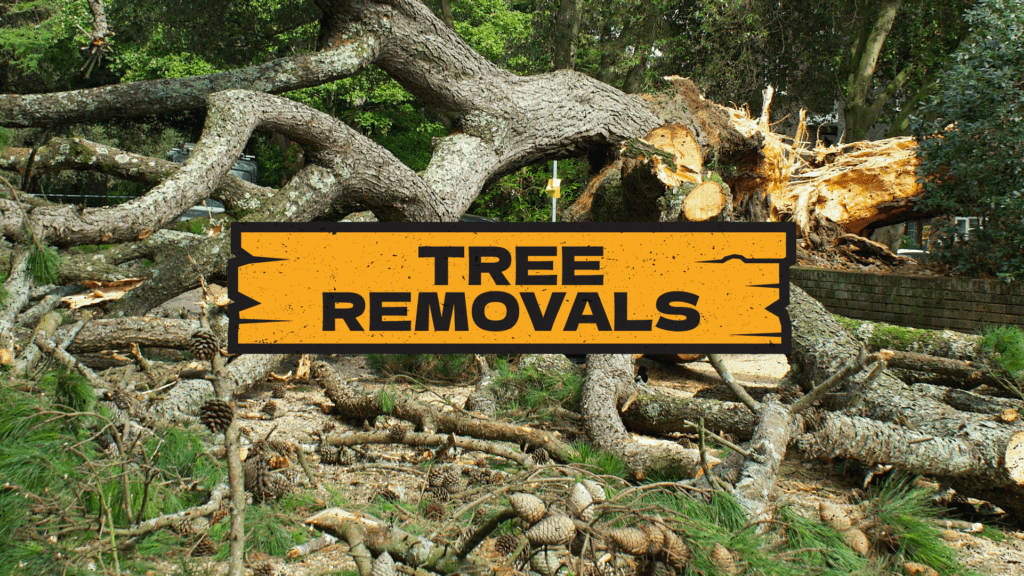 Tree Fellas Tree Removal